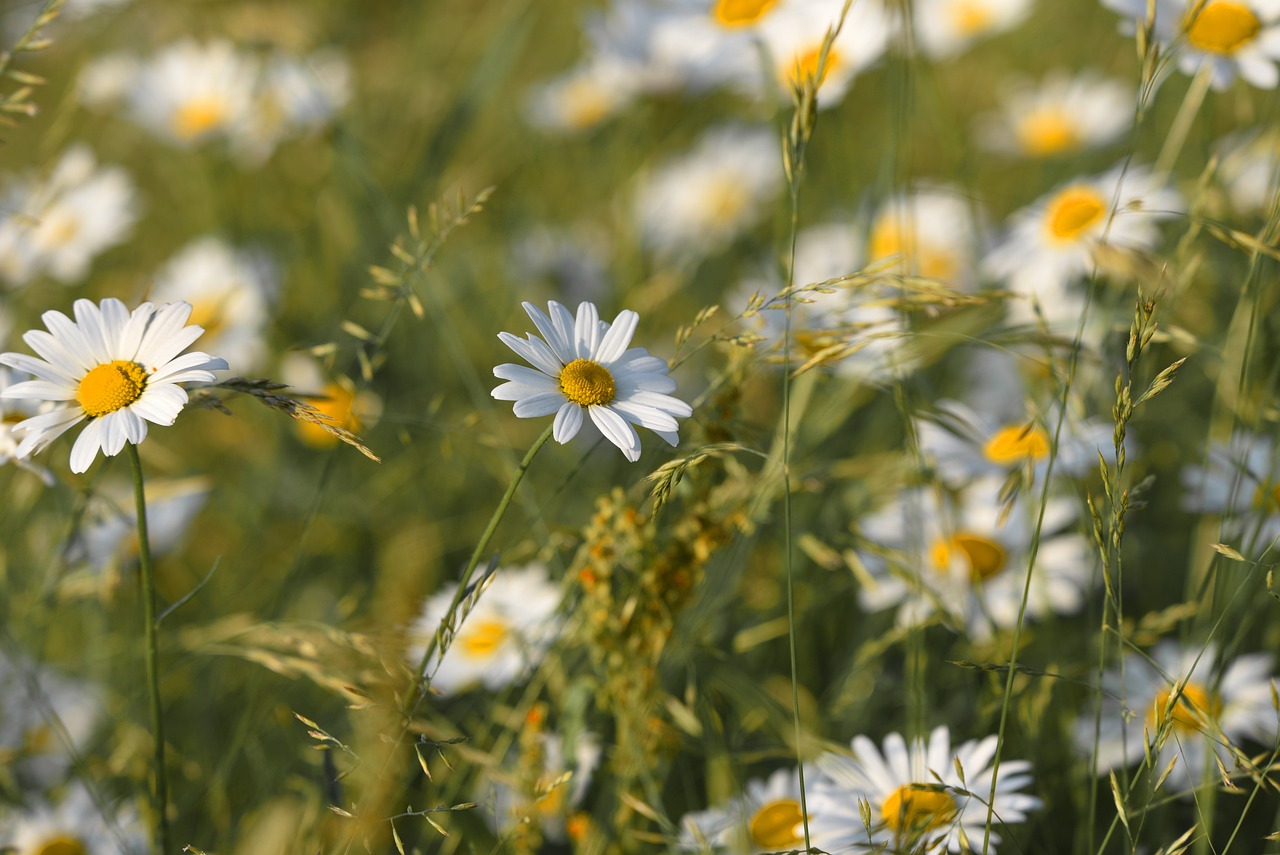 Kwekerij voor biologische inheemse tuinplanten